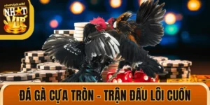 Đá Gà Cựa Tròn - Trận Đấu Lôi Cuốn, Kịch Tính Bậc Nhất